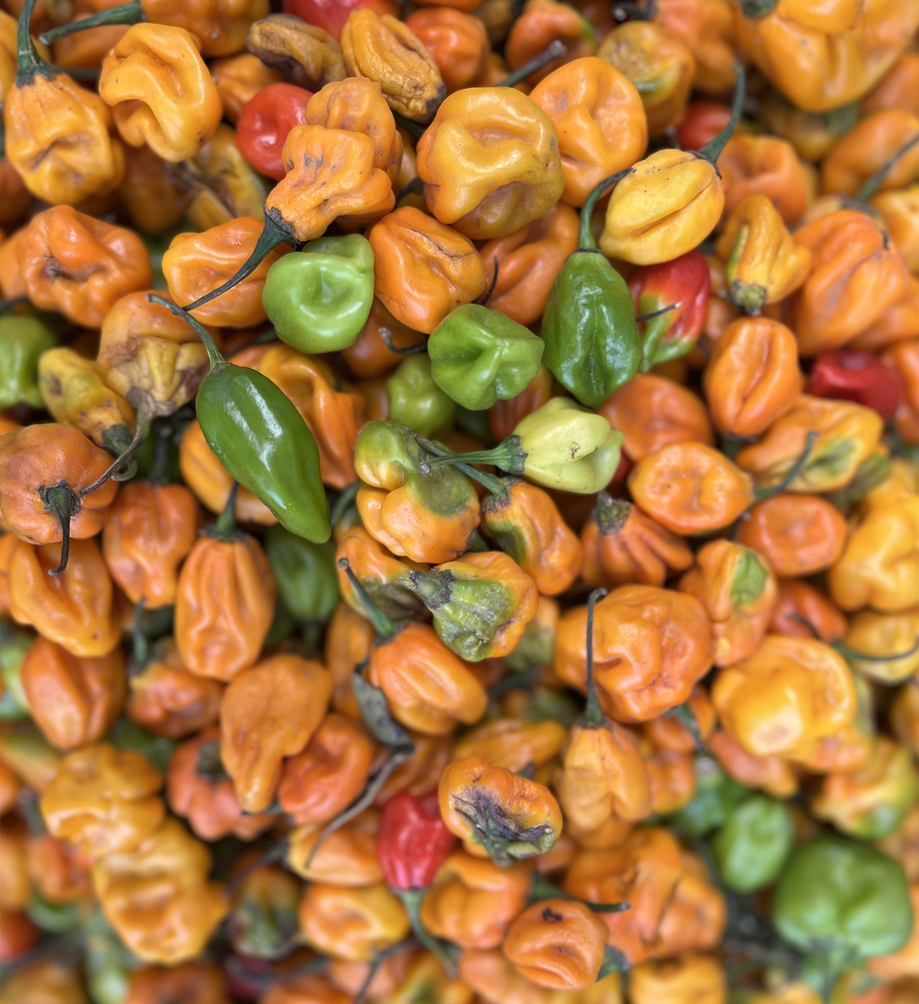 Piment