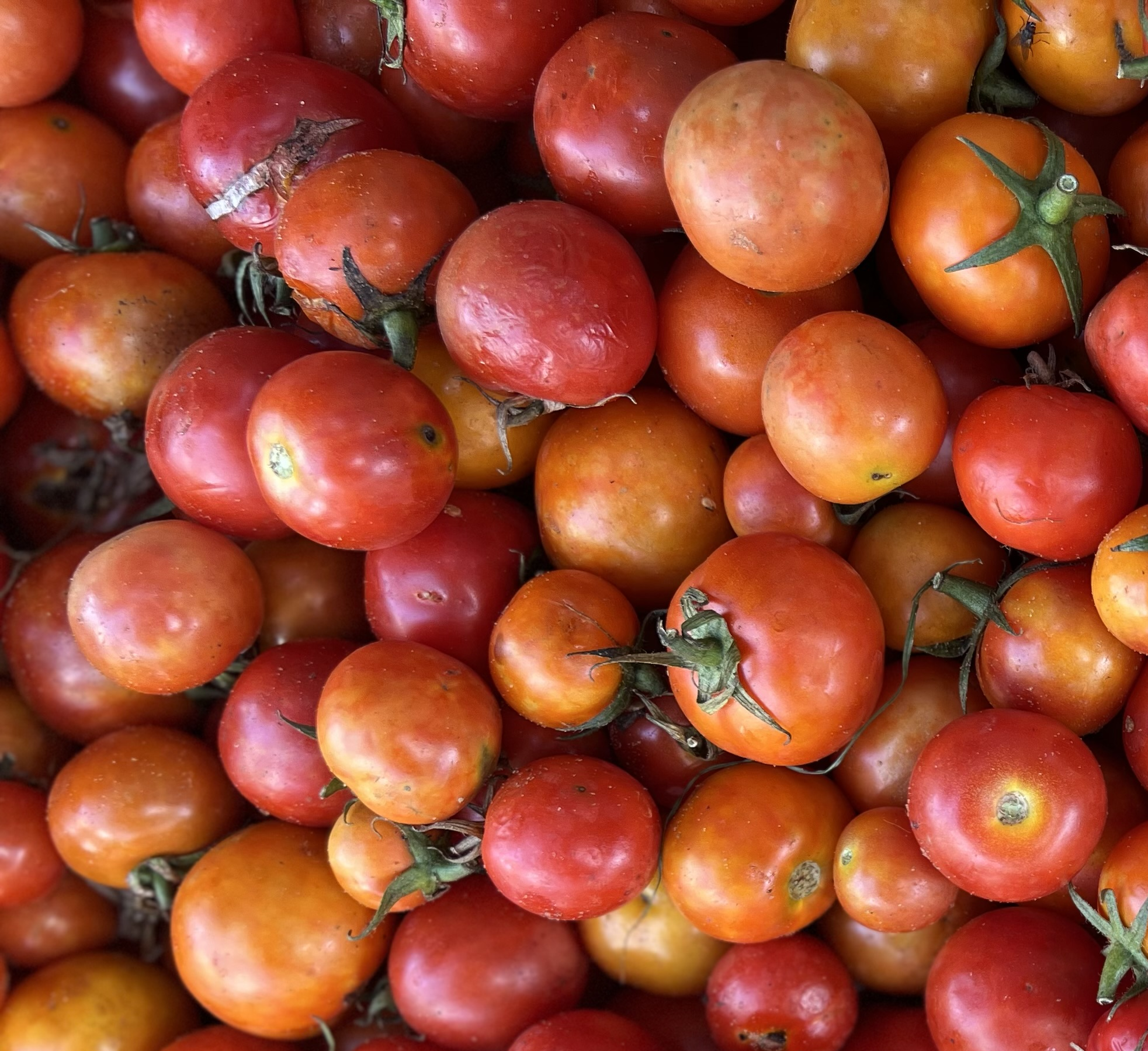 Tomate